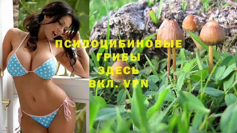 Галлюциногенные грибы Psilocybe  Вичуга 